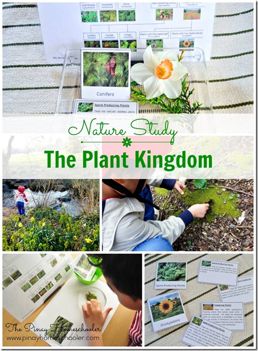 Plant Kingdom