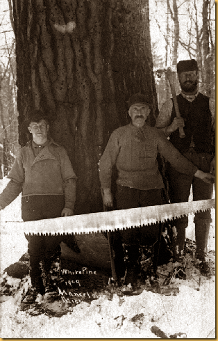 Logging white pine F.W. French saw crew