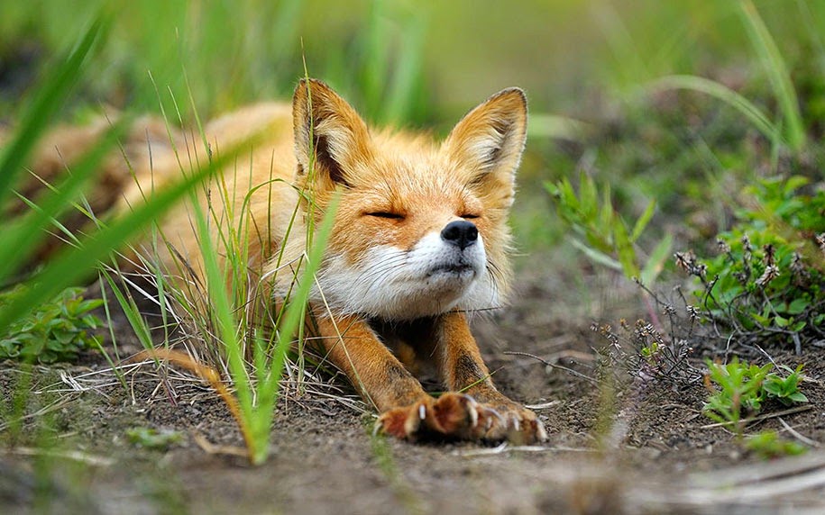 [foxes-wildlife02%255B3%255D.jpg]