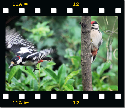 Male woodpecker feeding young 09 film png