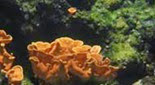 Biodiversité corail feuille