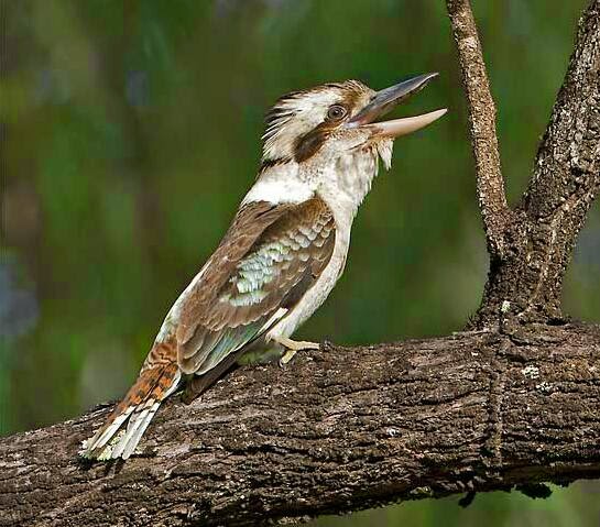 Kekekan suara burung kookaburas yang mantab Kekekan suara burung kookaburas yang mantab