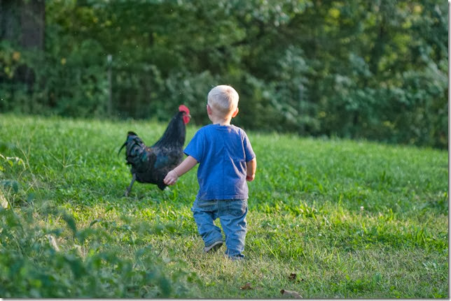 Pierce w rooster