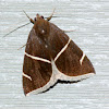 Short-lined Chocolate Moth