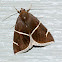 Short-lined Chocolate Moth