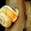 Grove Snail