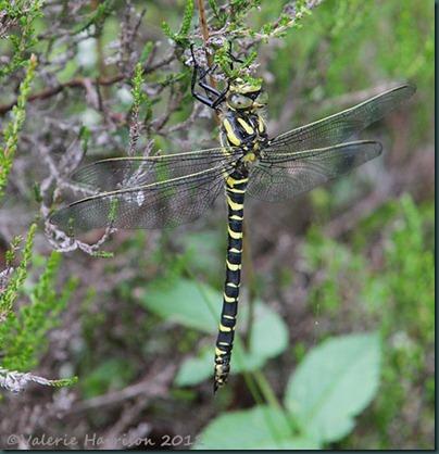 50-Golden-ringed-Dragonfly
