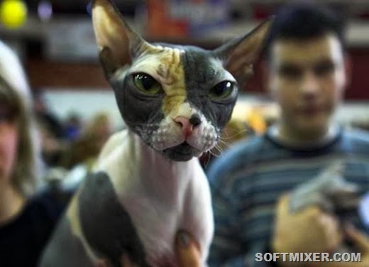 [7ea8b32cf14830680ce37e48b4b99c65%255B2%255D.jpg]