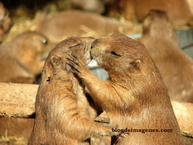 [beso%2520ardilla%255B3%255D.gif]