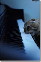 gato pianista blogdeimagenes (10)