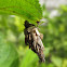 Bagworm Moth caterpillar