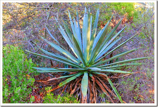 131230_UCBG_Agave-pacifica_001