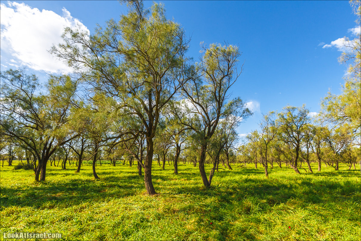 Анемоны (каланиет) пустыни Негев - Фестиваль Даром Адом в LookAtIsrael.com - Фото путешествия по Израилю | Red South festival of anemones in Negev | דרום אדום - קלניות בבארי