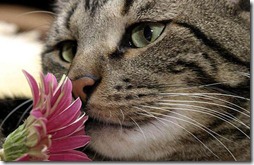 GATO_OLIENDO_FLOR