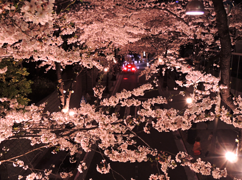 歩道橋の上から桜を眺める