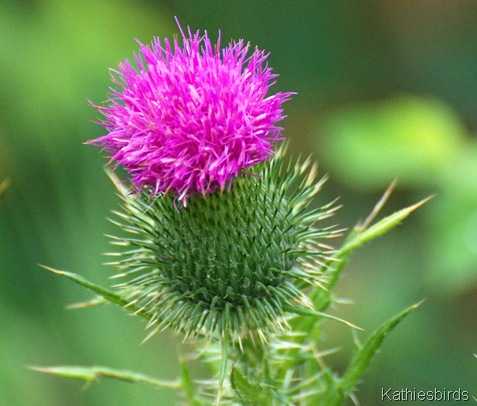 3. thistle-kab