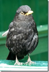 dunvegan blackbird young male
