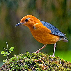 Download mp3 suara burung jenis punglor/anis burung anis merah
