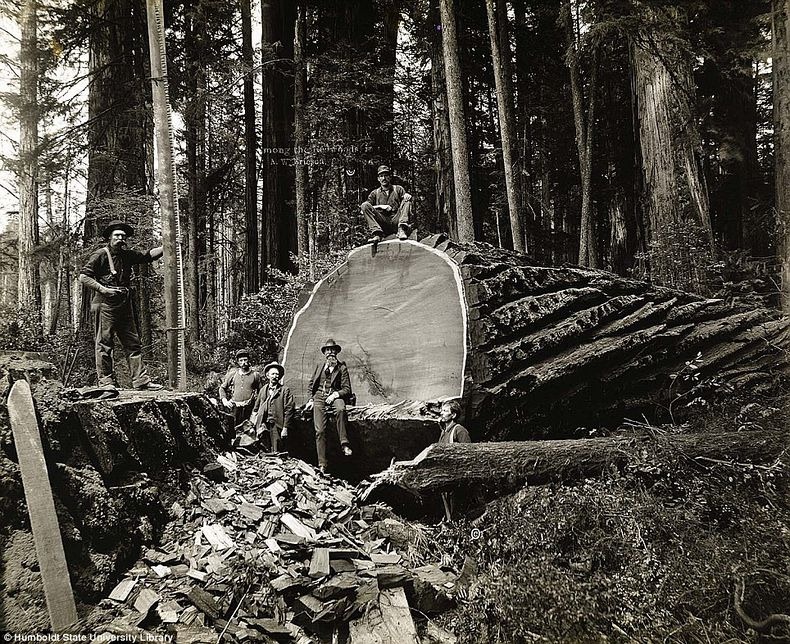 lumberjacks-redwood-7
