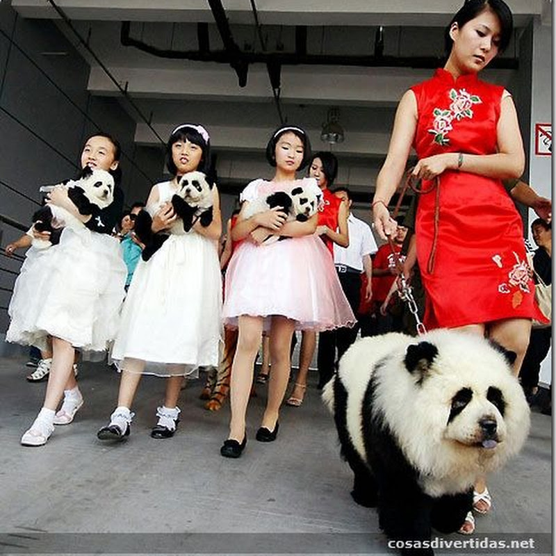 Locura en china convirtiendo perros en osos panda y otros animales