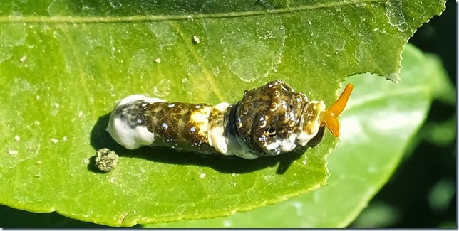 orange dog larva 2-15-2013 2-21-19 PM 1574x790