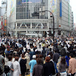 shibuya crossing busiest in the world in Shibuya, Japan 