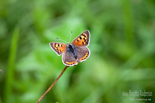 butterfly_20110730_brown2