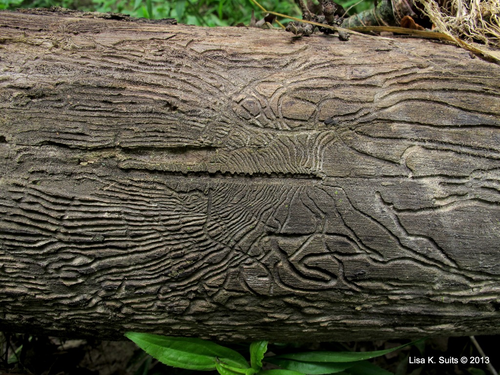 [beetle%2520galleries%255B4%255D.jpg]