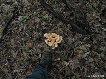 Laetiporus from above with foot