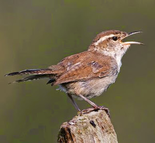 Download suara burung jenis wren download suara burung