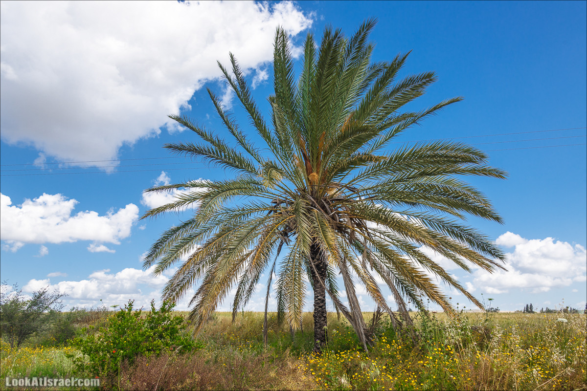 Песах в Долине Родников | Passover in Springs Valley| פסח בעמק המעיינות | LookAtIsrael.com - Фото путешествия по Израилю