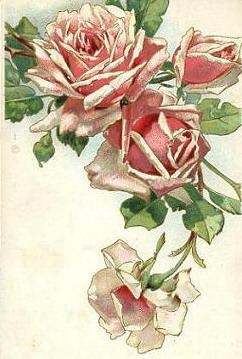 Google  Gallery on Picasa Web Albums   Anaiba Estevez