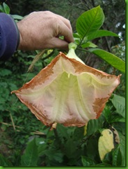 Brugmansia bicolor (2)
