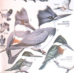 kingfisher photo from bird book