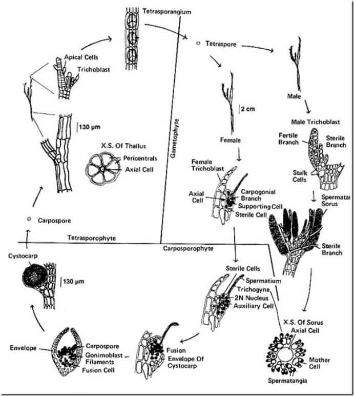 polysiphonia life cycle