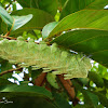 Caterpillar of Atlas Moth