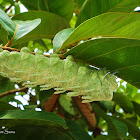 Caterpillar of Atlas Moth