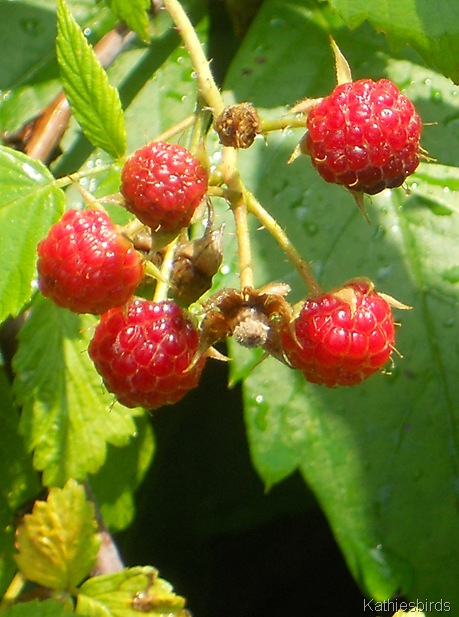 10. rasberries-kab