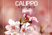 Calippo