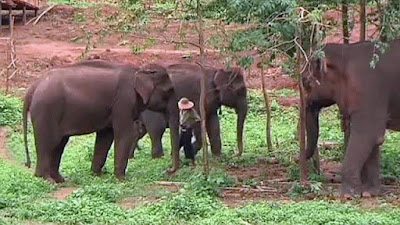 Miến Điện mở trại dưỡng lão cho voi