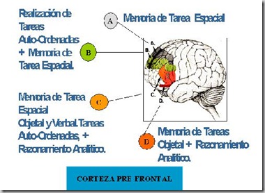 corteza prefrontal