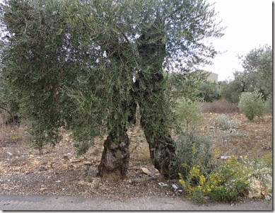 Horfesh-Olive Harvest