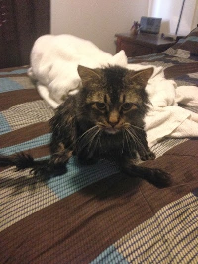 Ethan after his bath. Not happy with me. IMG_5206.jpg