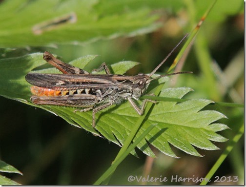 9-brown-grasshopper