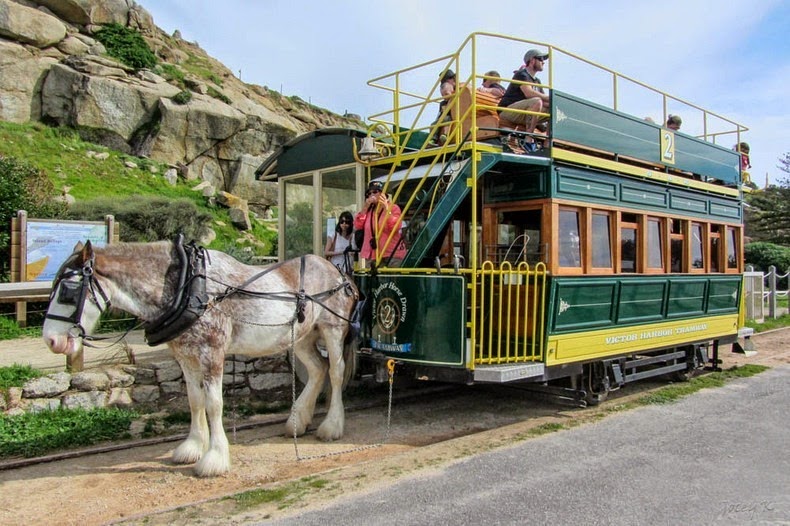 victor-harbor-horse-trams-2
