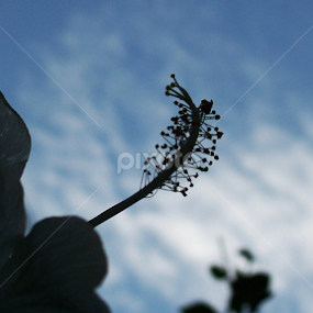 by Abhik Chatterjee - Nature Up Close Leaves & Grasses