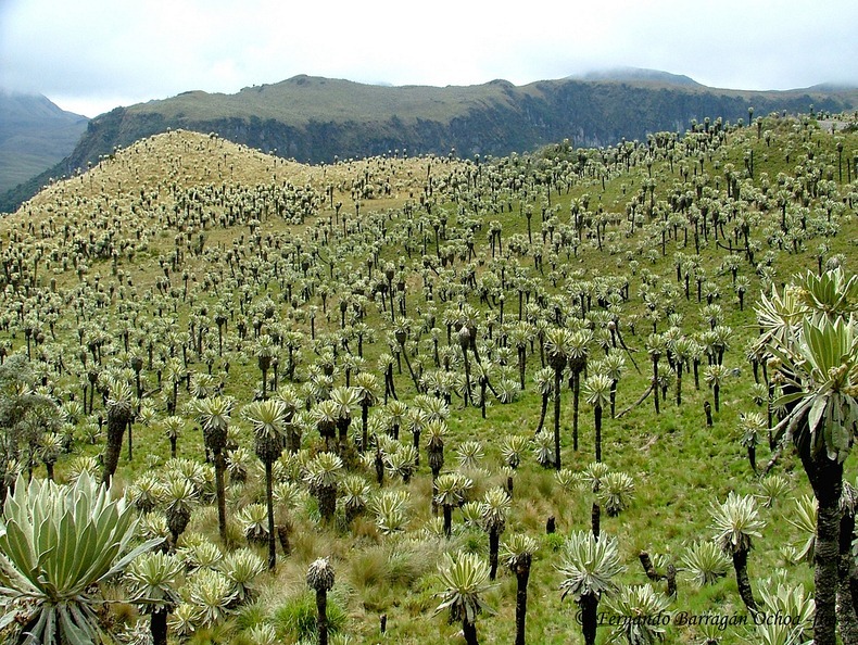 el-angel-paramo-7