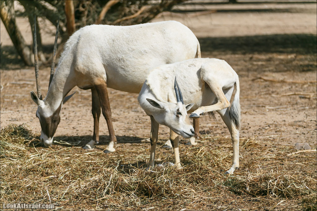 LookAtIsrael.com - Заповедник библейских животных Хай Бар | Hai Bar reserve | חי בר