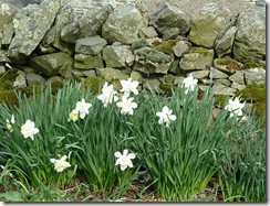 daffodils cottage bank