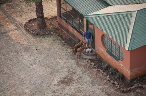Man and dogs